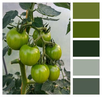 Green Tomato Tomato Plant Image